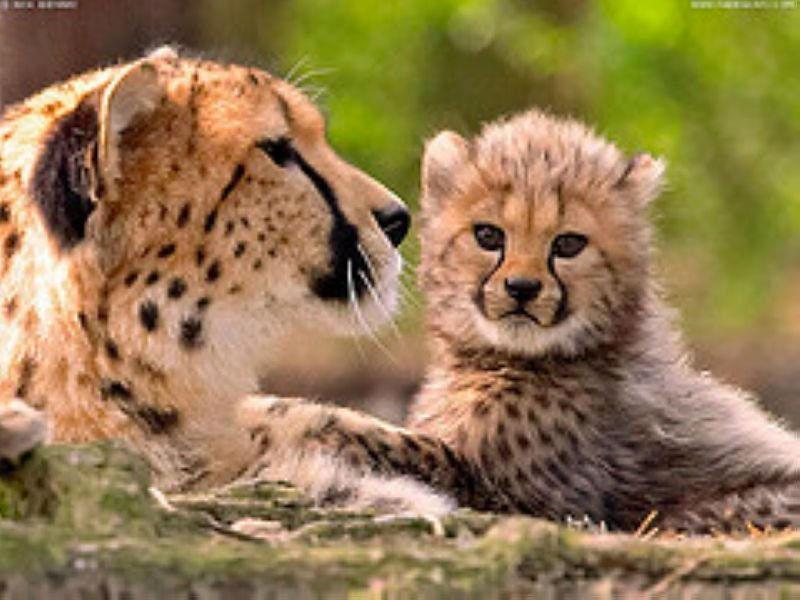 Krugerparken Gepard