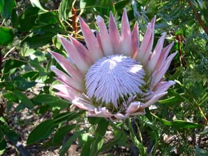 Kirstenbosch Botaniska Trädgård