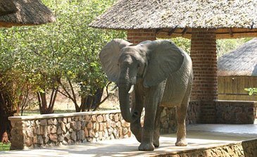 Mfuwe Lodge Elefanter
