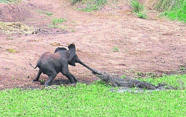 elefantunge, krokodil, Krugerparken