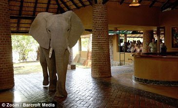 Mfuwe Lodge Elefanter