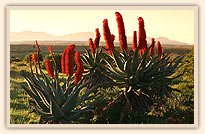 Garden Route Game Lodge
