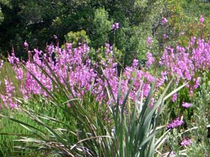 Kirstenbosch Botaniska Trädgård Gladiolus