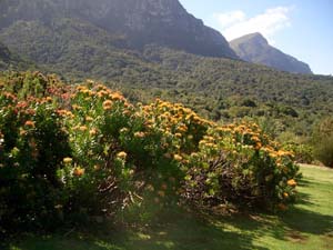 Kirstenbosch Botaniska Trädgård Protea