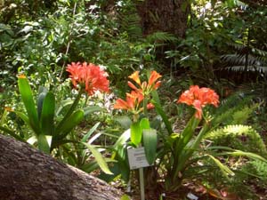 Kirstenbosch Botaniska Trädgård Clivia