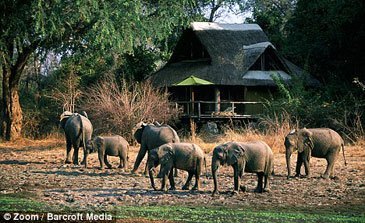 Mfuwe Lodge Elefanter