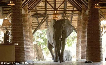 Mfuwe Lodge Elefanter