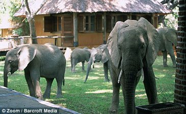 Mfuwe Lodge Elefanter