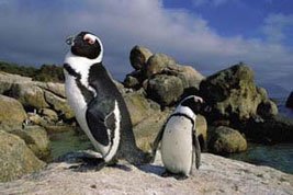 Boulders Beach Pingviner