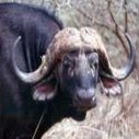 Krugerparken Buffel