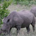 Krugerparken Noshörning