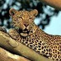 Krugerparken Leopard