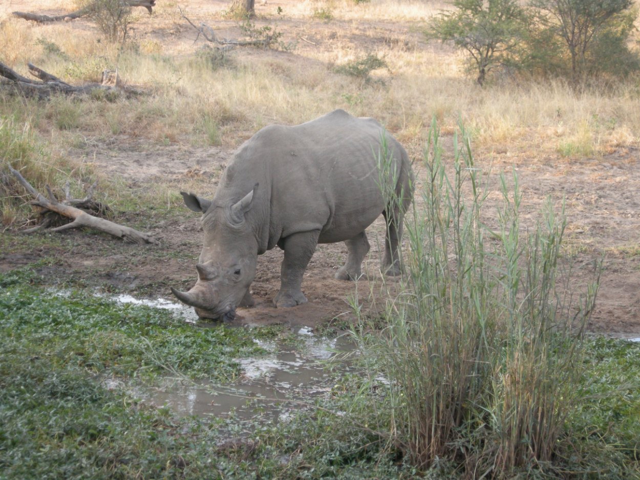 noshörning vid Mohlabetsi Safari Lodge