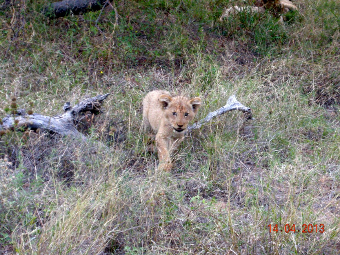 lejon Mohlabetsi Safari Lodge