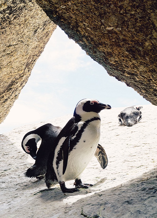 boulders beach in simons town by Jack young from unsplash